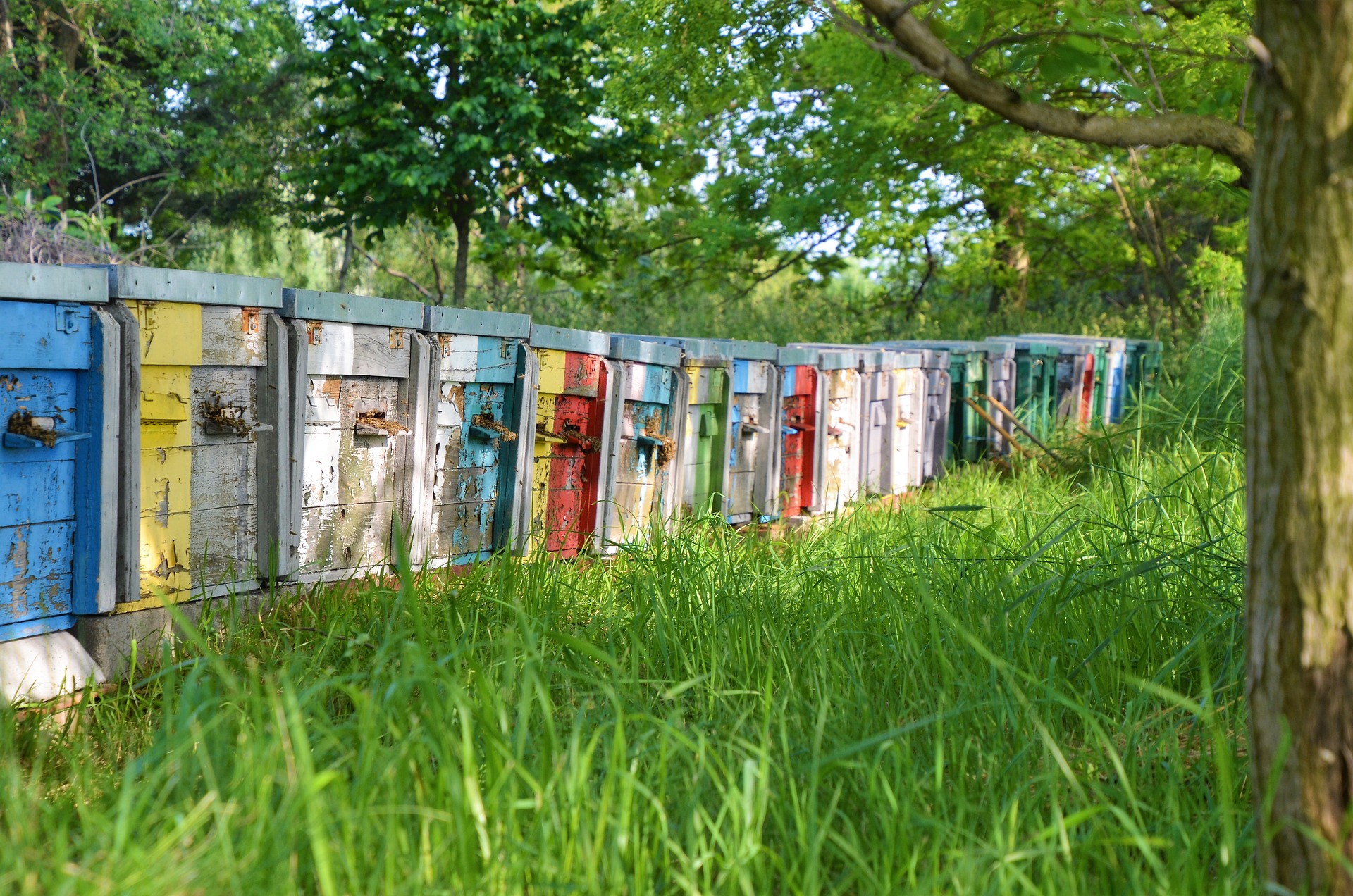 Beekeeping Consultation